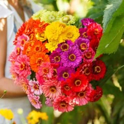 Vibrant Over The Rainbow Zinnia Seed Mix - Colorful Annual Blooms -Eden Brothers Shop zinnia over the rainbow mix mac 2 967899bd 8984 40c1 ad48 4d86f8b03183