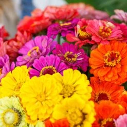 Vibrant Over The Rainbow Zinnia Seed Mix - Colorful Annual Blooms -Eden Brothers Shop zinnia over the rainbow mix mac 4
