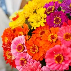 Vibrant Over The Rainbow Zinnia Seed Mix - Colorful Annual Blooms -Eden Brothers Shop zinnia over the rainbow mix mac 5
