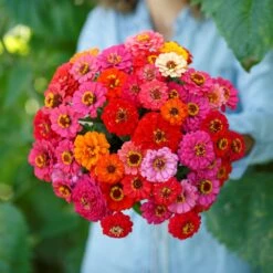 Dwarf Zinnia Seeds - Pepito Mix Colorful Annual Flower Seeds