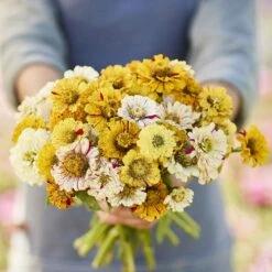 Zinnia Seeds - Peppermint Stick Mixed