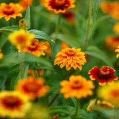 Mexican Zinnia Seeds - Persian Carpet -Eden Brothers Shop zinnia persian carpet mac 3