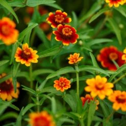 Mexican Zinnia Seeds - Persian Carpet -Eden Brothers Shop zinnia persian carpet mac 5