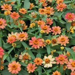 Profusion Apricot Zinnia Seeds: Vibrant Heat-Resistant Garden Blooms