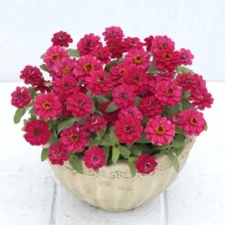 Double Hot Cherry Zinnia Seeds - Prolific Disease-Resistant Blooms -Eden Brothers Shop zinnia profusion double hot cherry aas 3