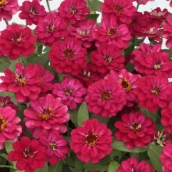 Double Hot Cherry Zinnia Seeds - Prolific Disease-Resistant Blooms -Eden Brothers Shop zinnia profusion double hot cherry aas 4