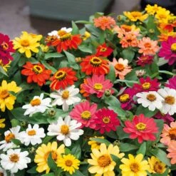 Vibrant Profusion Mix Zinnia Seeds - Drought & Disease Resistant 8 Vibrant Profusion Mix Zinnia Seeds - Drought & Disease Resistant -Eden Brothers Shop zinnia profusion mix noa 4