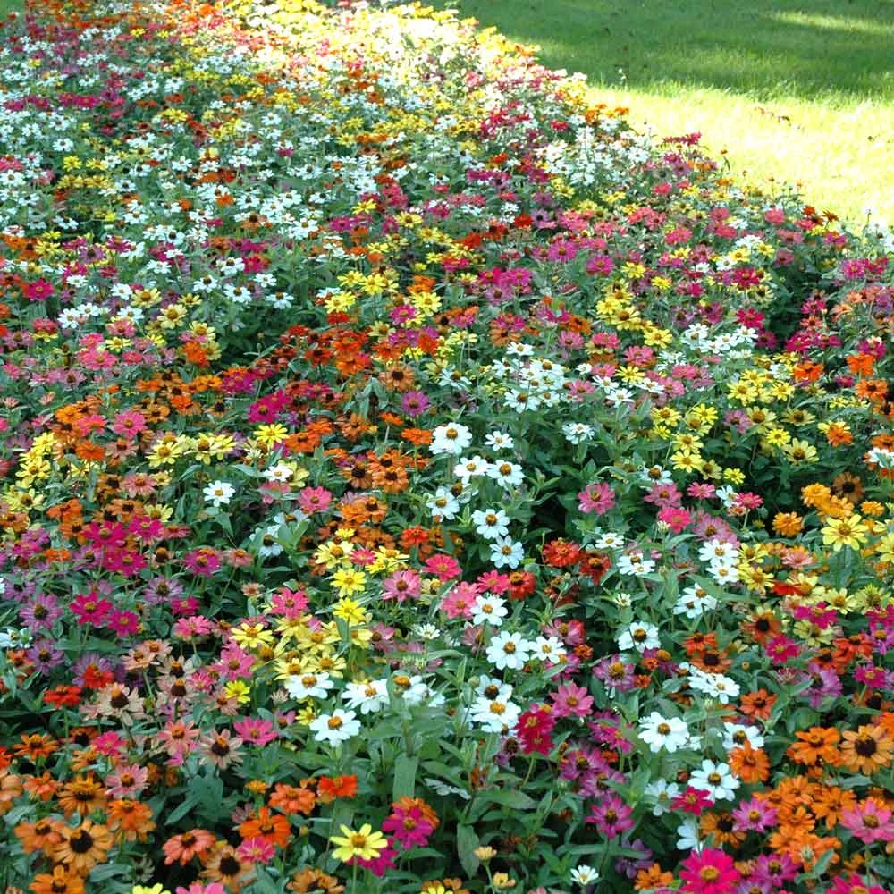Vibrant Profusion Mix Zinnia Seeds - Drought & Disease Resistant 1 Vibrant Profusion Mix Zinnia Seeds - Drought & Disease Resistant