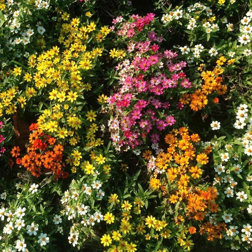 Vibrant Profusion Mix Zinnia Seeds - Drought & Disease Resistant 2 Vibrant Profusion Mix Zinnia Seeds - Drought & Disease Resistant - Image 2