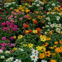 Vibrant Profusion Mix Zinnia Seeds - Drought & Disease Resistant 7 Vibrant Profusion Mix Zinnia Seeds - Drought & Disease Resistant -Eden Brothers Shop zinnia profusion mix shk 3
