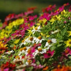 Vibrant Profusion Mix Zinnia Seeds - Drought & Disease Resistant 9 Vibrant Profusion Mix Zinnia Seeds - Drought & Disease Resistant -Eden Brothers Shop zinnia profusion mix shk 5