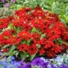 Profusion Red Zinnia Seeds - Award-Winning Heat-Tolerant Garden Flowers