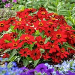 Profusion Red Zinnia Seeds - Award-Winning Heat-Tolerant Garden Flowers