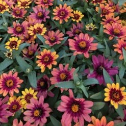 Profusion Red-Yellow Bicolor Zinnia Seeds - Color-Changing Garden Blooms
