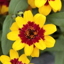 Profusion Red-Yellow Bicolor Zinnia Seeds - Color-Changing Garden Blooms -Eden Brothers Shop zinnia profusion red yellow bicolor aas 4
