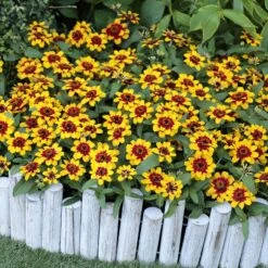 Profusion Red-Yellow Bicolor Zinnia Seeds - Color-Changing Garden Blooms -Eden Brothers Shop zinnia profusion red yellow bicolor aas 5