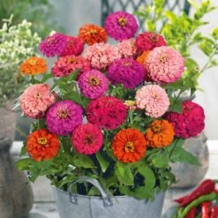 Dwarf Pulcino Mix Zinnia Seeds - Easy-to-Grow Colorful Garden Blooms