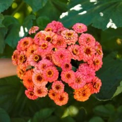 Zinnia Seeds - Pumila Salmon -Eden Brothers Shop zinnia pumila salmon mac 1 1