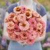Zinnia Seeds - Pumila Salmon