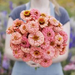 Zinnia Seeds - Pumila Salmon
