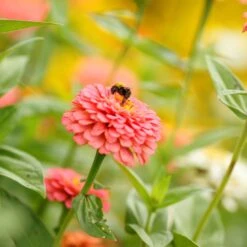 Zinnia Seeds - Pumila Salmon -Eden Brothers Shop zinnia pumila salmon mac 3