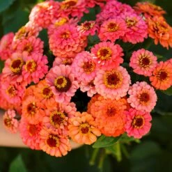 Zinnia Seeds - Pumila Salmon -Eden Brothers Shop zinnia pumila salmon mac 4