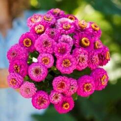 Zinnia Seeds - Pumila Violet