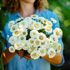 White Zinnia Seeds - Pumila White Annual Flower Seeds for Garden Containers