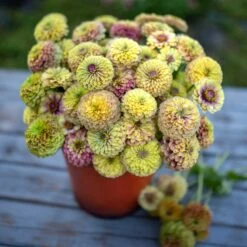 Zinnia Seeds - Queeny Lime Blush
