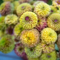Zinnia Seeds - Queeny Lime Blush -Eden Brothers Shop zinnia queen lime blush eze 4