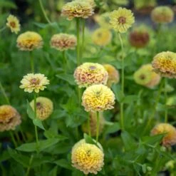 Zinnia Seeds - Queeny Lime Blush -Eden Brothers Shop zinnia queen lime blush eze 5