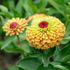 Zinnia Seeds - Queeny Lime Orange -Eden Brothers Shop zinnia queen lime orange aly 5