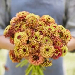 Zinnia Seeds - Queeny Lime Orange