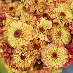 Zinnia Seeds - Queeny Lime Orange -Eden Brothers Shop zinnia queen lime orange mac 3