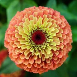 Zinnia Seeds - Queeny Lime Orange -Eden Brothers Shop zinnia queen lime orange shk 2