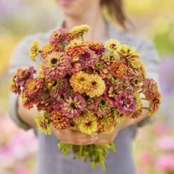 Zinnia Seeds - Queeny Lime Mix