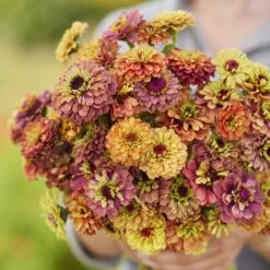Zinnia Seeds - Queeny Lime Mix -Eden Brothers Shop zinnia queeny lime mix mac 3
