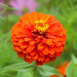Queeny Pure Orange Zinnia Seeds: Fast-Growing Vibrant Dahlia-Like Blooms