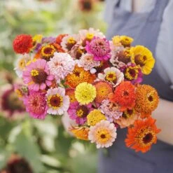 Zinnia Seeds - Scabiosa Flowered Mix