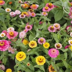 Zinnia Seeds - Scabiosa Flowered Mix -Eden Brothers Shop zinnia scabiosa flowered mix mac 3