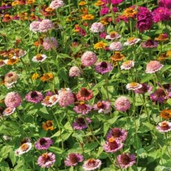 Zinnia Seeds - Scabiosa Flowered Mix -Eden Brothers Shop zinnia scabiosa flowered mix ndp 2