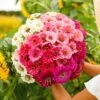 Show Stopper Zinnia Seeds - Vibrant Mixed Color Flower Seeds