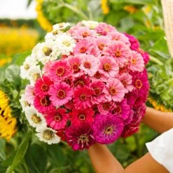 Show Stopper Zinnia Seeds - Vibrant Mixed Color Flower Seeds