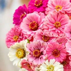 Show Stopper Zinnia Seeds - Vibrant Mixed Color Flower Seeds 8 Show Stopper Zinnia Seeds - Vibrant Mixed Color Flower Seeds -Eden Brothers Shop zinnia show stopper mix mac 4