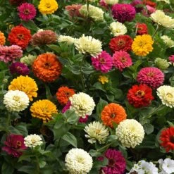 Zinnia Seeds - State Fair Mix
