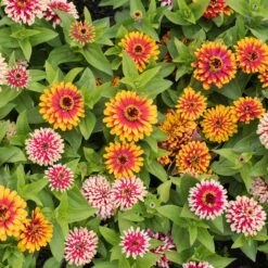 Vibrant Zinnia Swizzle Mix Flower Seeds - Bicolor Dwarf Garden Blooms