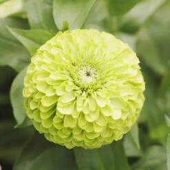 Tequila Lime Zinnia Seeds - Unique Lime Green Annual Garden Blooms