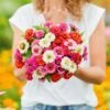 Zinnia Seeds (Dwarf) - Thumbelina Mix