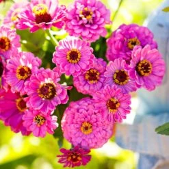 Zinnia Seeds - Violet Queen