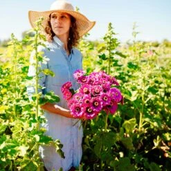 Zinnia Seeds - Violet Queen -Eden Brothers Shop zinnia violet queen mac 3